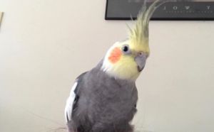 Kevin, Young Male Cockatiel