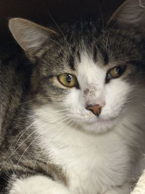 Angus, Young Male Domestic Short Hair
