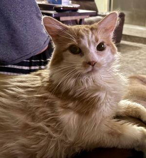 T Bone, Baby Male Domestic Short Hair
