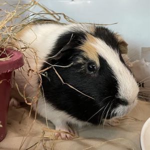 BABY, Senior Male Guinea Pig