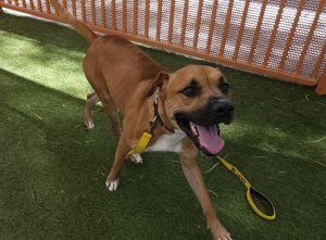 KYLIAN, Adult Male Boxer
