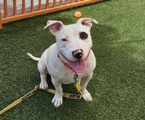 PENNY, Adult Female Pit Bull Terrier