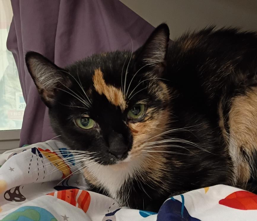 MITTENS