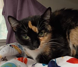 MITTENS, Young Female Domestic Short Hair