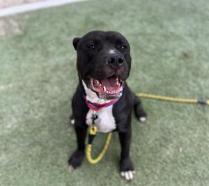 OLLIE, Adult Male Pit Bull Terrier