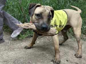 ROMAN, Young Male Mixed Breed