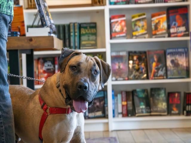 ROMAN, an adoptable Mixed Breed in Santa Fe, NM, 87507 | Photo Image 1