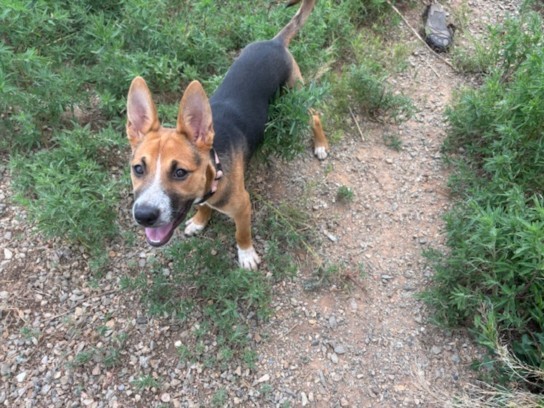 EMILY, an adoptable Mixed Breed in Santa Fe, NM, 87507 | Photo Image 1