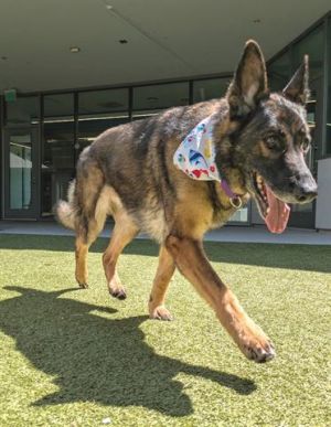 ATHENA, Senior Female German Shepherd Dog