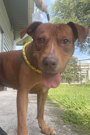 BRAWNY, Young Male Mixed Breed
