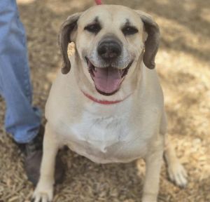 TIPPER, Senior Female unknown