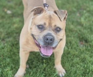 BROWNIE, Adult Female unknown