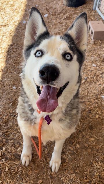 Lobo photo 1