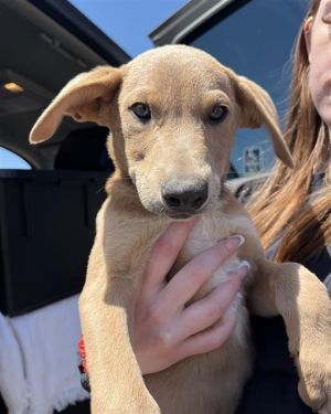 A360736, Baby Male Labrador Retriever
