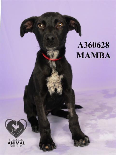 MAMBA