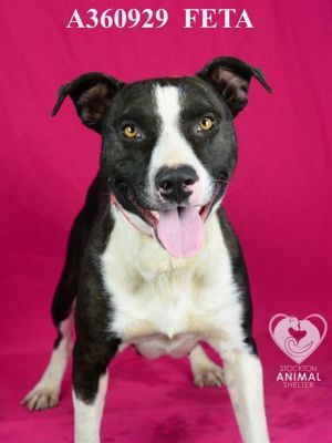 FETA, Young Female Pit Bull Terrier
