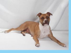 BONDED WITH PEA A130954 MUST BE ADOPTED TOGETHER The cute level with these 2 is off the charts Pr