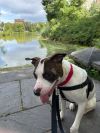 Rocky photo 4