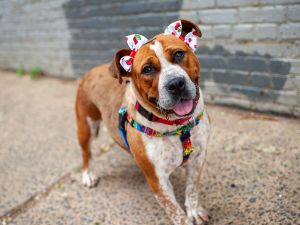 Phillips Mixed Breed Dog