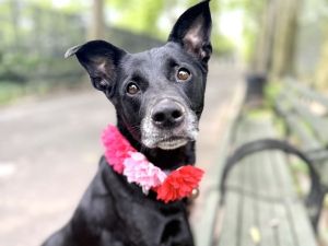 Portabella Mixed Breed Dog