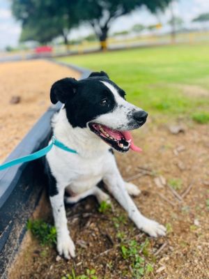 Gladys, Adult Female Terrier