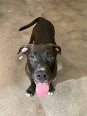 Hi there Im Sam Im just a puppy but Ive got a lot of love to give Im a bit