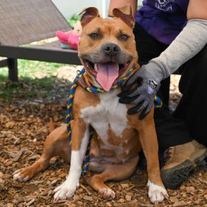 Marina, Adult Female Mixed Breed