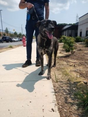 Duke, Adult Male Mixed Breed