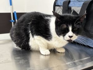 Ilsa Domestic Short Hair Cat