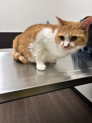 Tictac Domestic Short Hair Cat