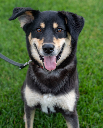 Astra, an adoptable German Shepherd Dog, Mixed Breed in Pequot Lakes, MN, 56472 | Photo Image 1