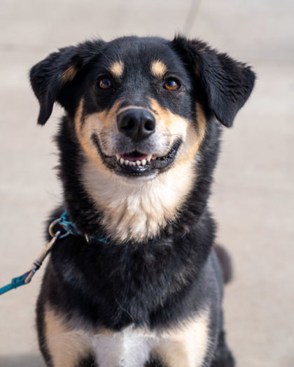 Astra, an adoptable German Shepherd Dog, Mixed Breed in Pequot Lakes, MN, 56472 | Photo Image 1