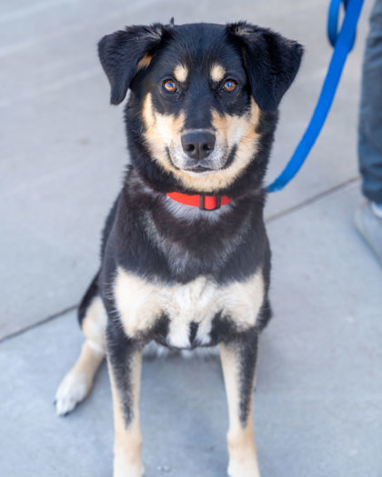 Astra, an adoptable German Shepherd Dog, Mixed Breed in Pequot Lakes, MN, 56472 | Photo Image 2