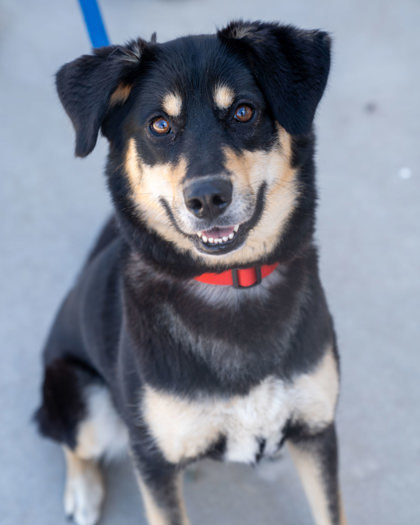 Astra, an adoptable German Shepherd Dog, Mixed Breed in Pequot Lakes, MN, 56472 | Photo Image 3