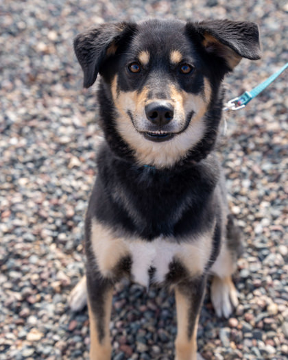 Astra, an adoptable German Shepherd Dog, Mixed Breed in Pequot Lakes, MN, 56472 | Photo Image 3