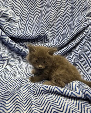 Storm, Baby Male unknown