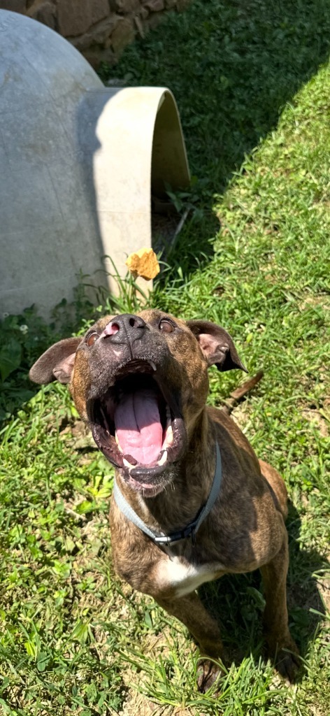 Dog The Dog