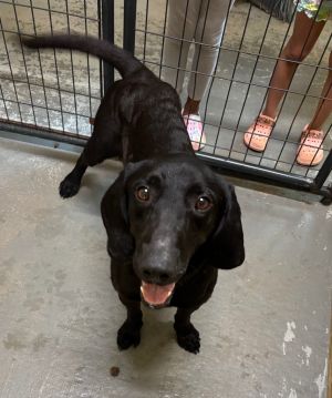 Colt, Adult Male Labrador Retriever
