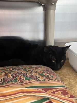Billy, Young Male Domestic Short Hair
