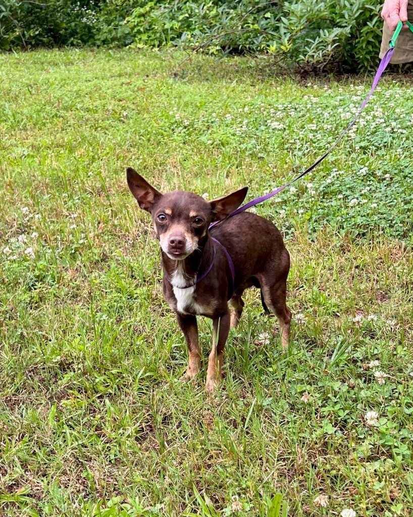 Mojo