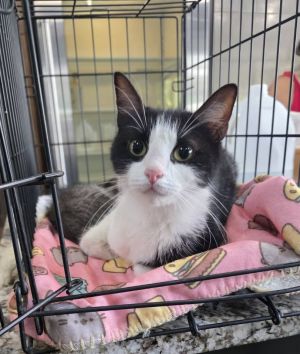 Luna, Adult Female unknown
