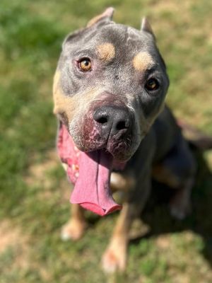 Jax, Adult Male unknown