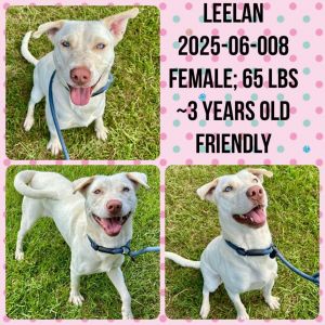2025-06-008*Leelah*, Adult Female Labrador Retriever