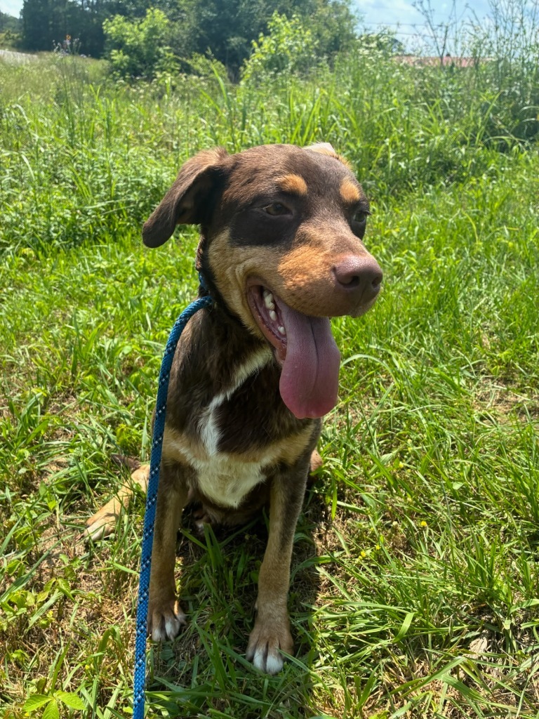 Quinton-Adoptable awaiting S/N