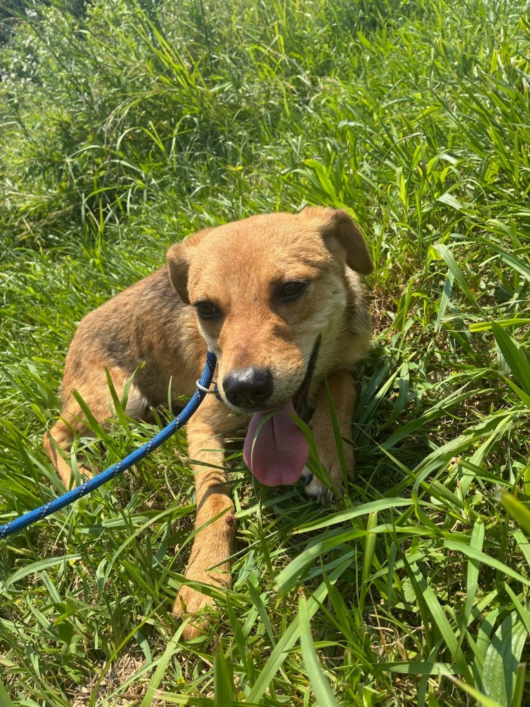 Quincy-Adoptable awaiting S/N