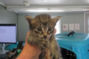 Khloe, Baby Female Domestic Short Hair