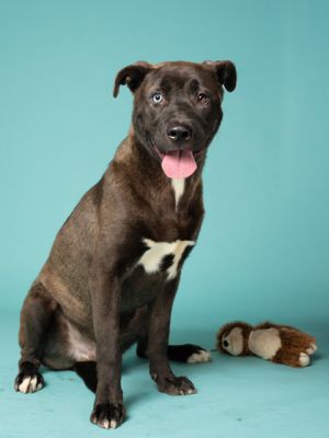 Hi Im Canelo-a 3-year-old 67-pound boy whos still learning that the world isnt as scary as it f