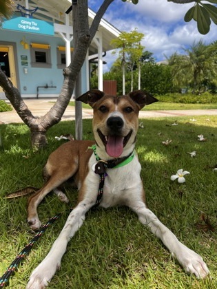 Rajah, an adoptable Rhodesian Ridgeback, Mixed Breed in Honolulu, HI, 96826 | Photo Image 1