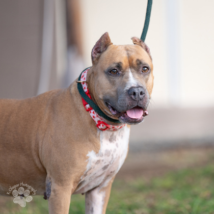 Pua, an adoptable Terrier, Mixed Breed in Honolulu, HI, 96826 | Photo Image 1