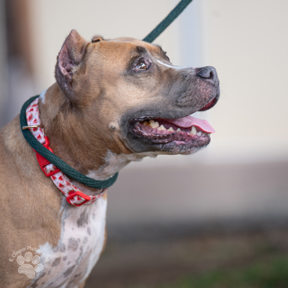 Pua, an adoptable Terrier, Mixed Breed in Honolulu, HI, 96826 | Photo Image 2